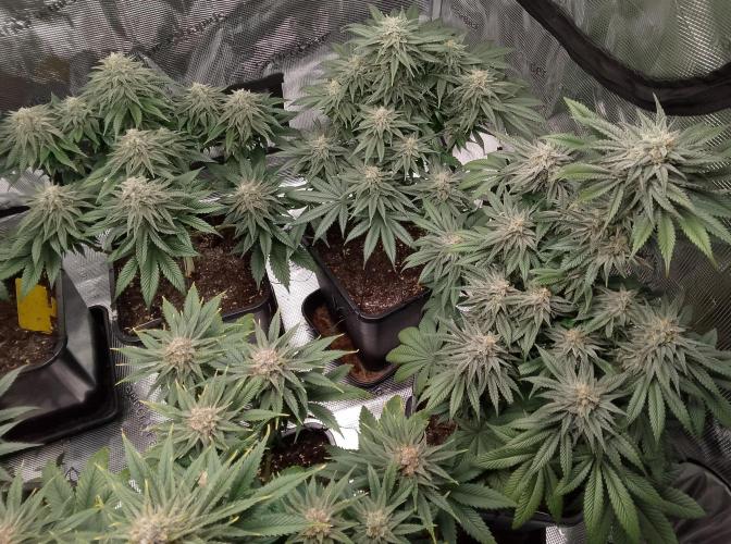 Skunk et Super Skunk Sensi Seeds. Week 10