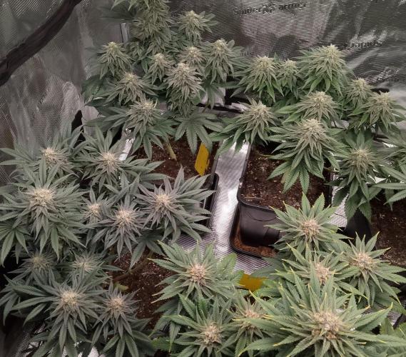 Skunk et Super Skunk Sensi Seeds. Week 10