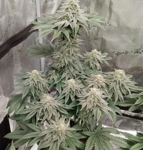 Skunk et Super Skunk Sensi Seeds. Week 10