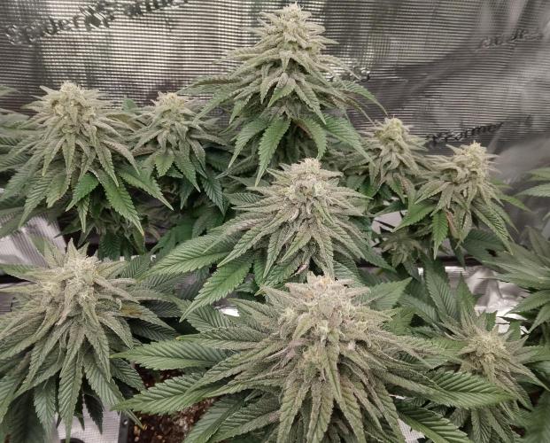 Skunk et Super Skunk Sensi Seeds. Week 10