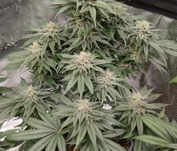 Skunk et Super Skunk Sensi Seeds. Week 10