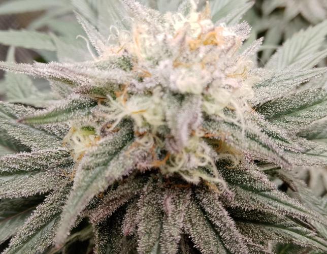 Skunk et Super Skunk Sensi Seeds. Week 10