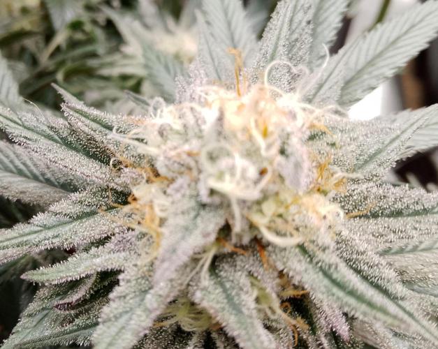 Skunk et Super Skunk Sensi Seeds. Week 10