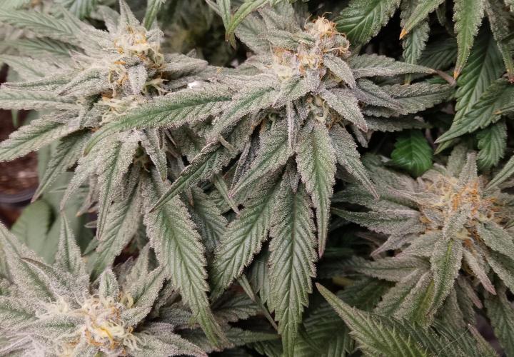 Skunk et Super Skunk Sensi Seeds. Week 10