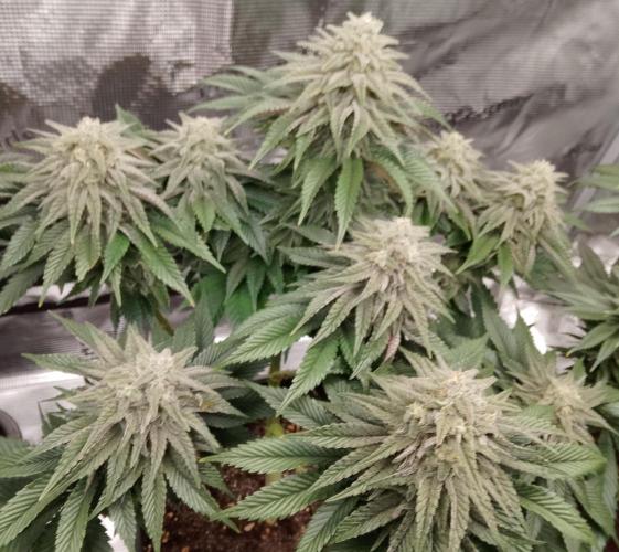 Skunk et Super Skunk Sensi Seeds. Week 10