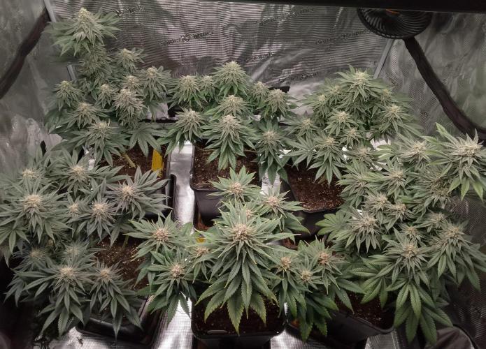 Skunk et Super Skunk Sensi Seeds. Week 10