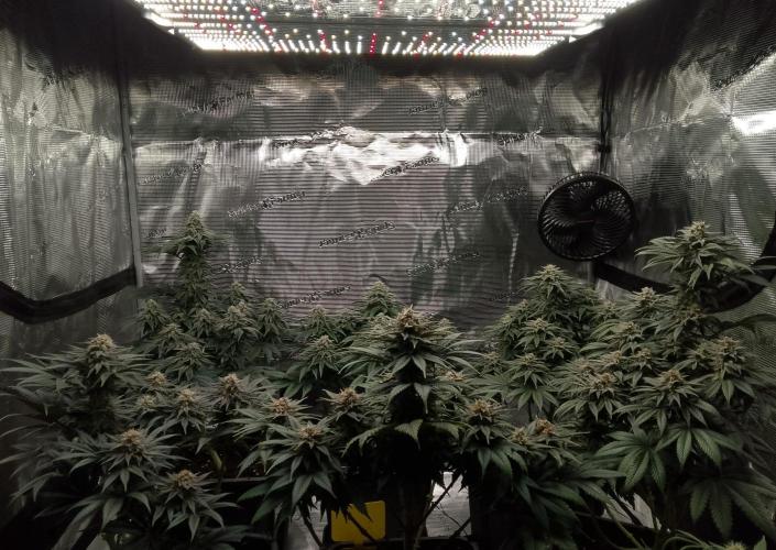 Skunk et Super Skunk Sensi Seeds. Week 10