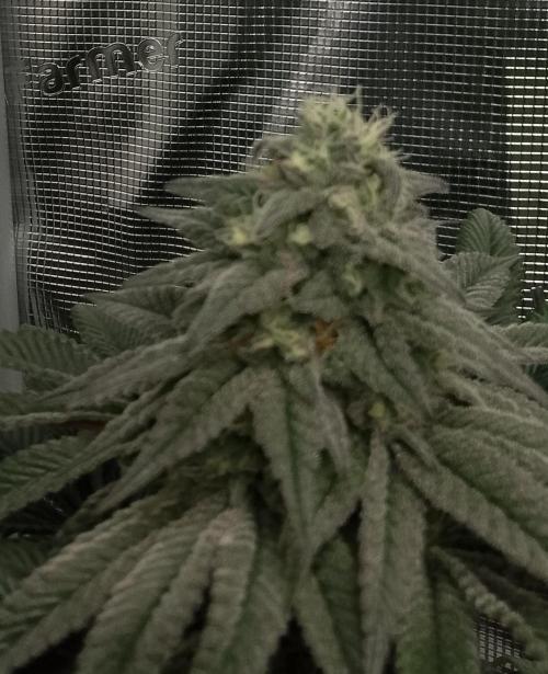Skunk et Super Skunk Sensi Seeds. Week 10