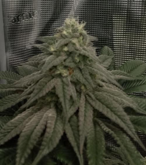 Skunk et Super Skunk Sensi Seeds. Week 10