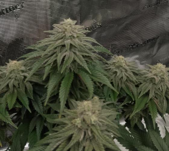 Skunk et Super Skunk Sensi Seeds. Week 10