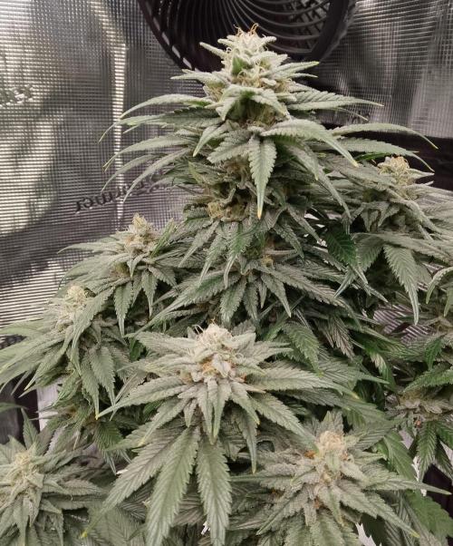 Skunk et Super Skunk Sensi Seeds. Week 10