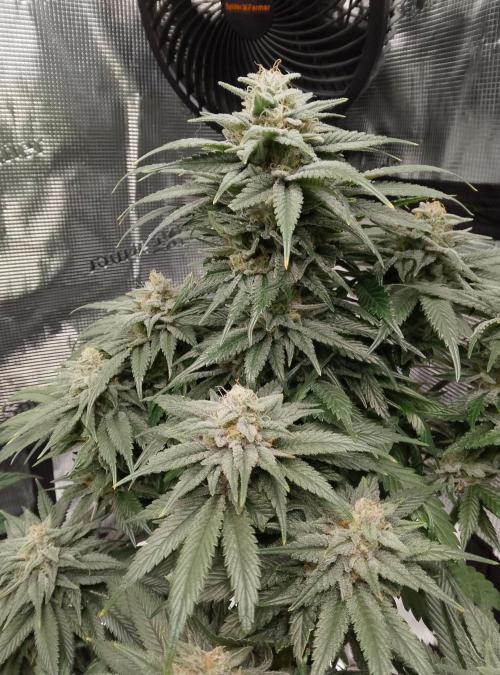 Skunk et Super Skunk Sensi Seeds. Week 10