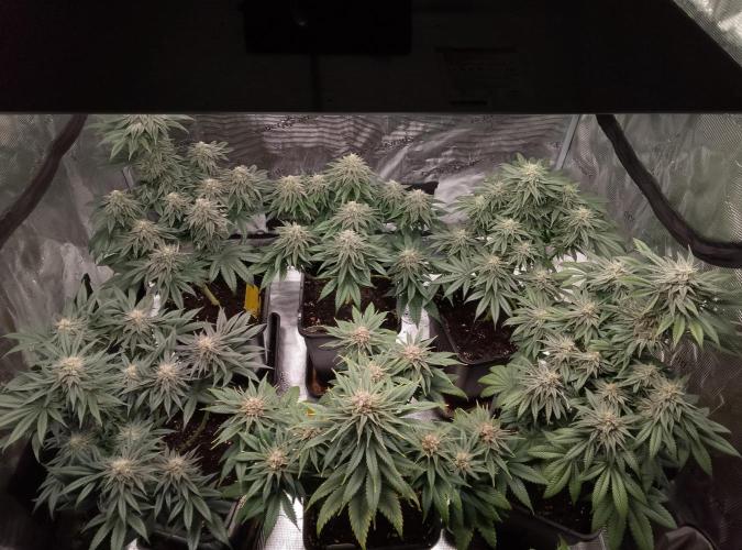 Skunk et Super Skunk Sensi Seeds. Week 10