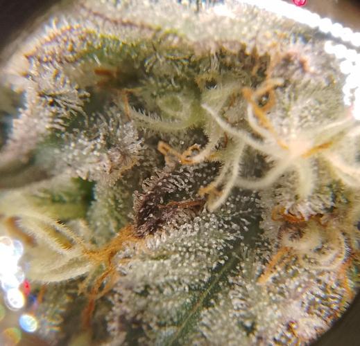 Skunk et Super Skunk Sensi Seeds. Week 10