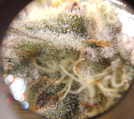 Skunk et Super Skunk Sensi Seeds. Week 10