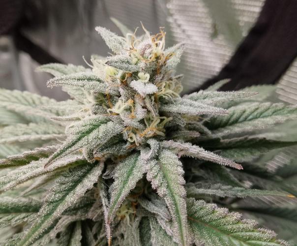 Skunk et Super Skunk Sensi Seeds. Week 10