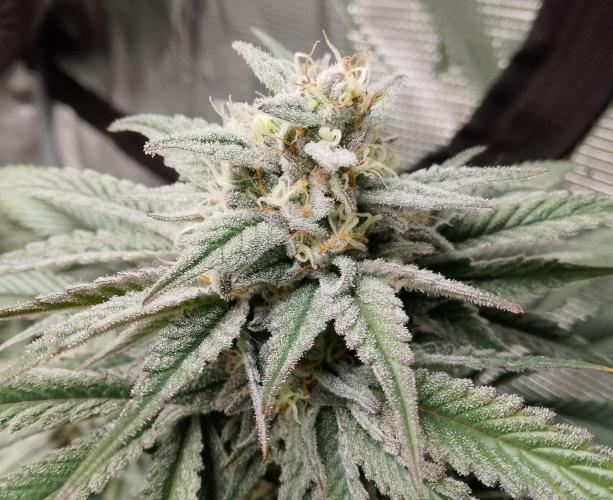 Skunk et Super Skunk Sensi Seeds. Week 10