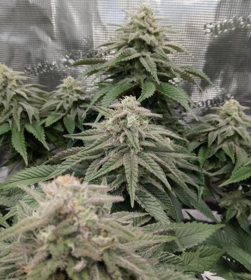 Skunk et Super Skunk Sensi Seeds. Week 10