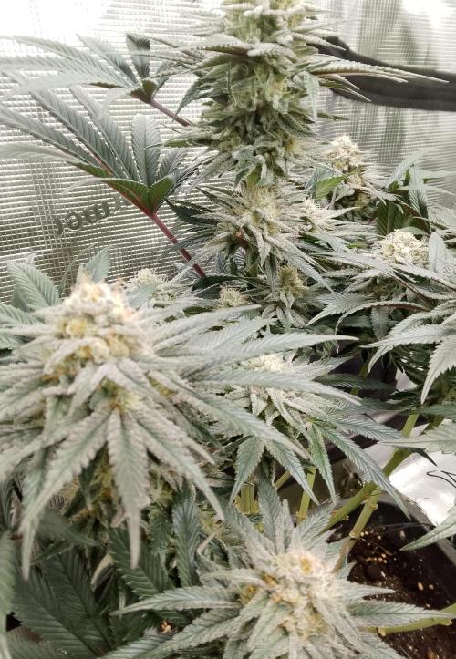 Skunk et Super Skunk Sensi Seeds. Week 10
