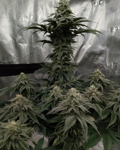Skunk et Super Skunk Sensi Seeds. Week 10