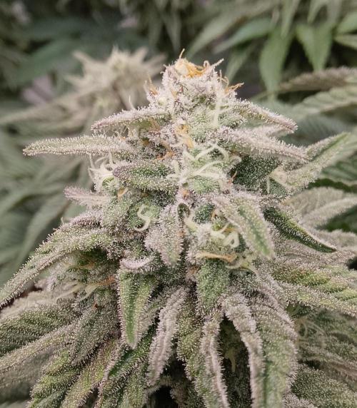 Skunk et Super Skunk Sensi Seeds. Week 10
