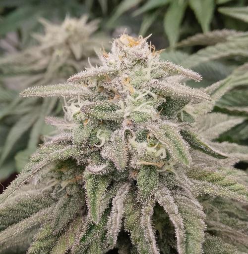 Skunk et Super Skunk Sensi Seeds. Week 10