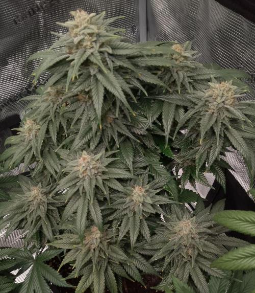 Skunk et Super Skunk Sensi Seeds. Week 11