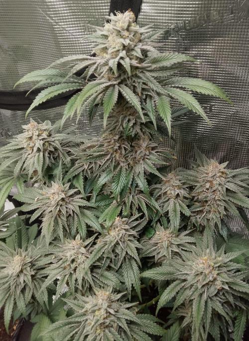 Skunk et Super Skunk Sensi Seeds. Week 11
