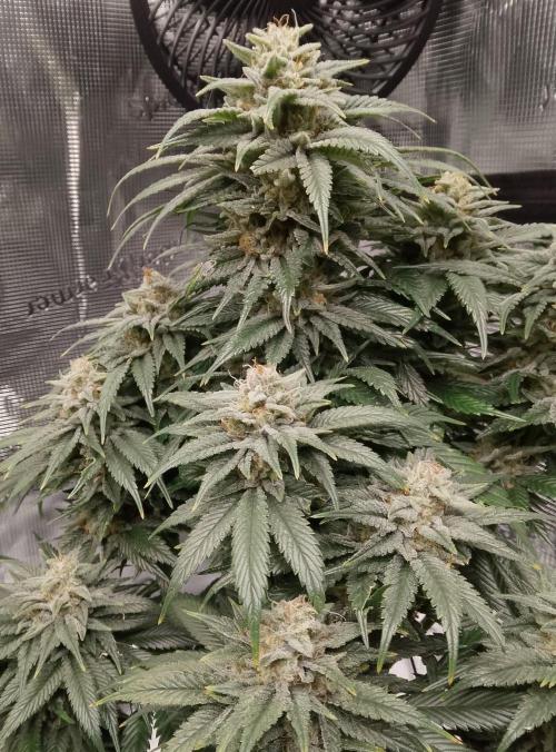 Skunk et Super Skunk Sensi Seeds. Week 11