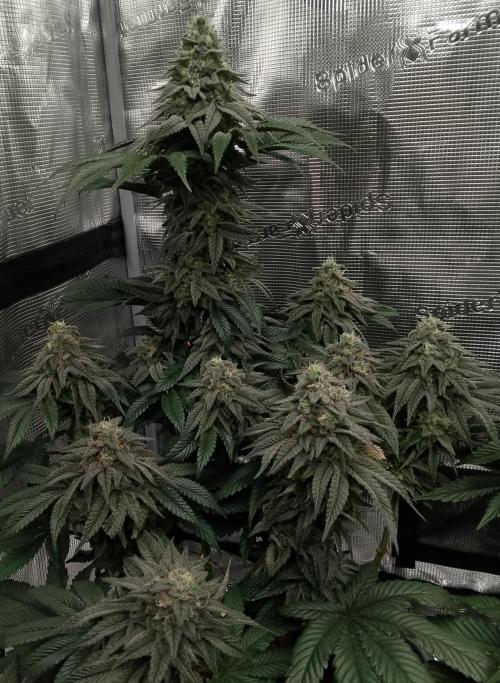 Skunk et Super Skunk Sensi Seeds. Week 11