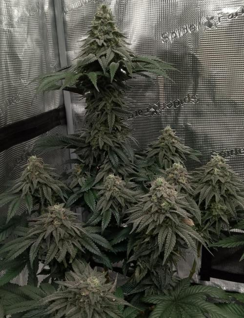 Skunk et Super Skunk Sensi Seeds. Week 11