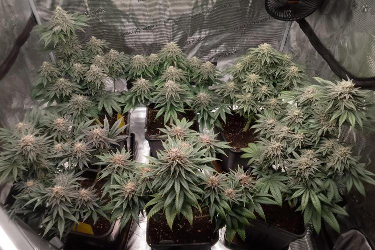 Skunk et Super Skunk Sensi Seeds. Week 11
