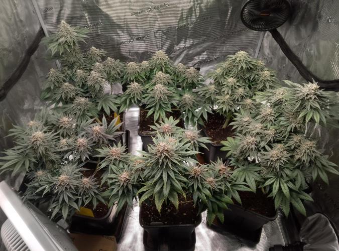 Skunk et Super Skunk Sensi Seeds. Week 11