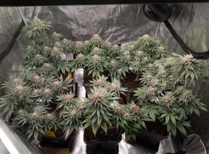 Skunk et Super Skunk Sensi Seeds. Week 11
