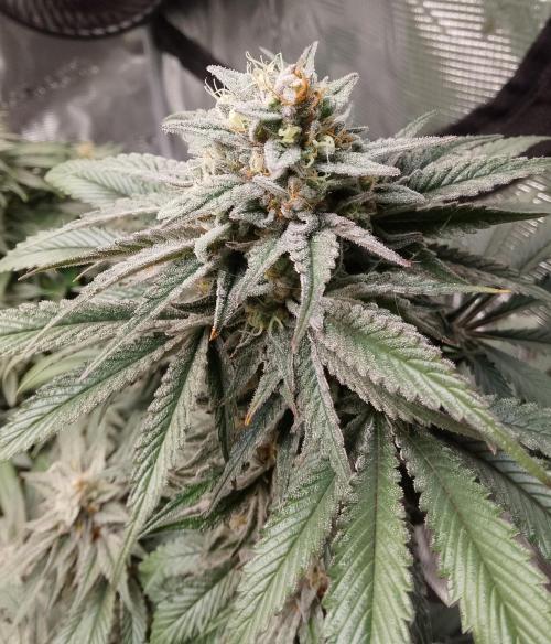 Skunk et Super Skunk Sensi Seeds. Week 11