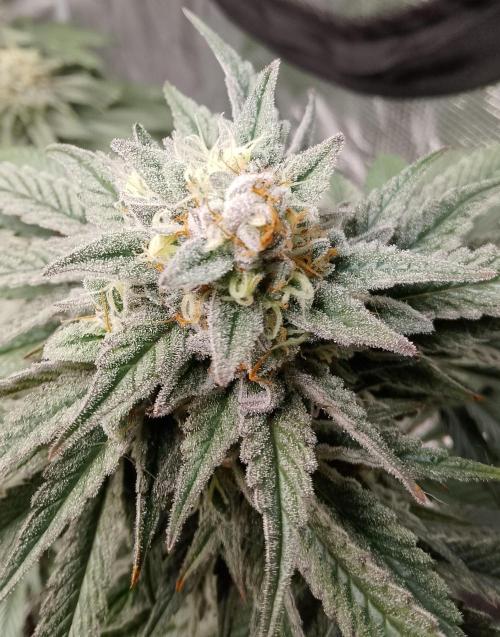 Skunk et Super Skunk Sensi Seeds. Week 11