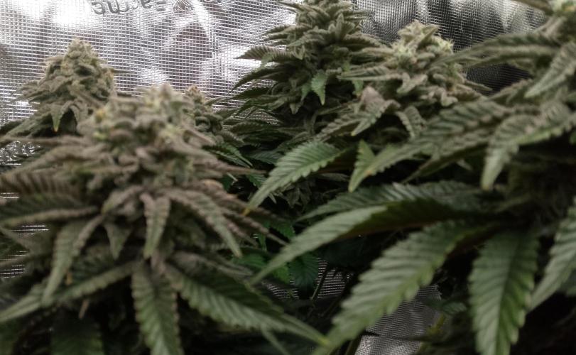 Skunk et Super Skunk Sensi Seeds. Week 11