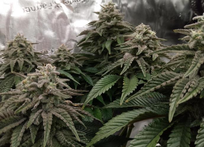 Skunk et Super Skunk Sensi Seeds. Week 11