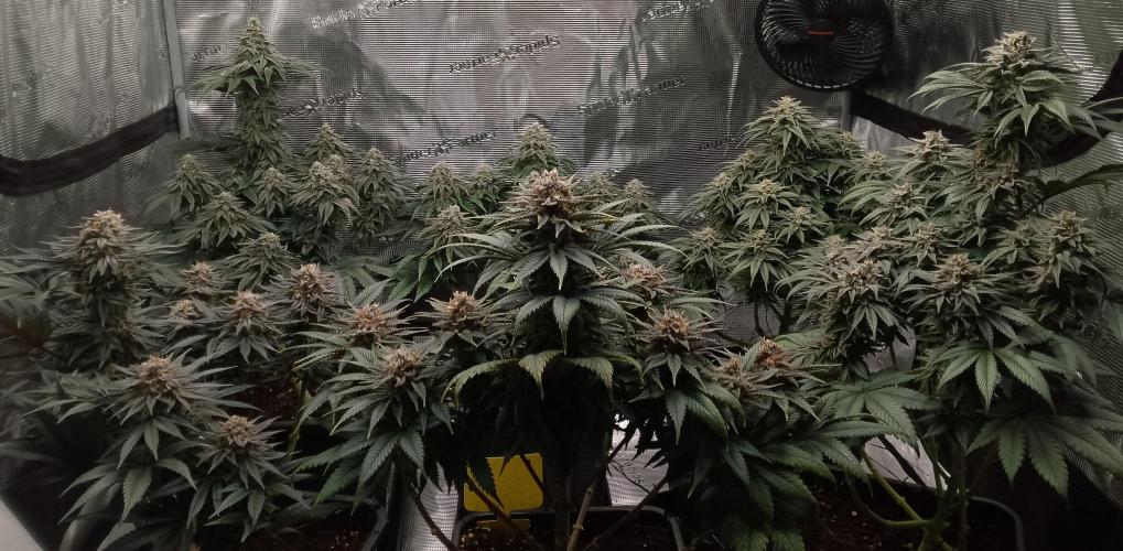 Skunk et Super Skunk Sensi Seeds. Week 11