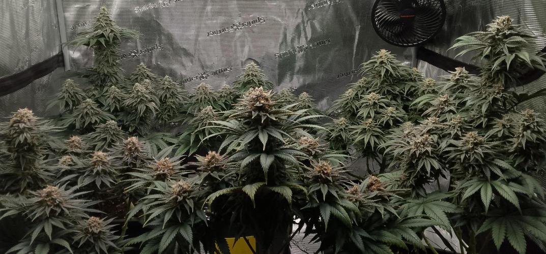 Skunk et Super Skunk Sensi Seeds. Week 11