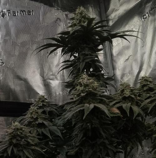 Skunk et Super Skunk Sensi Seeds. Week 11