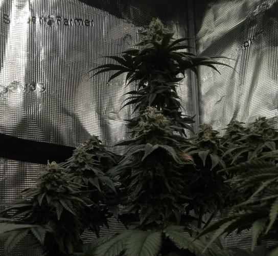 Skunk et Super Skunk Sensi Seeds. Week 11