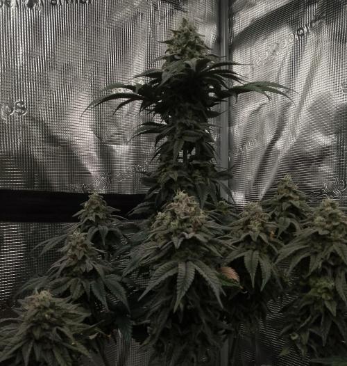 Skunk et Super Skunk Sensi Seeds. Week 11