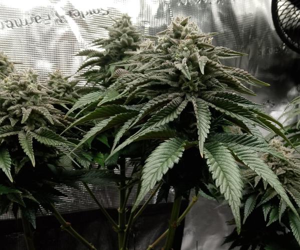 Skunk et Super Skunk Sensi Seeds. Week 11
