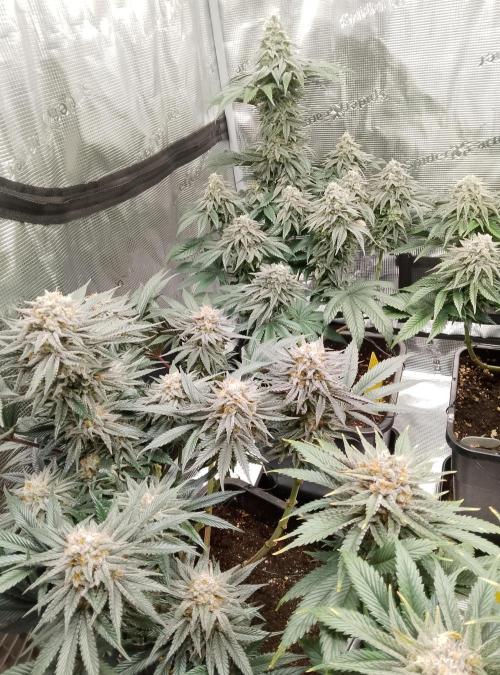 Skunk et Super Skunk Sensi Seeds. Week 11