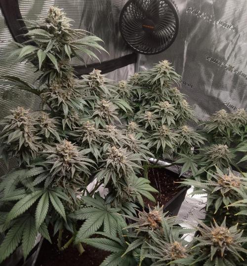 Skunk et Super Skunk Sensi Seeds. Week 11
