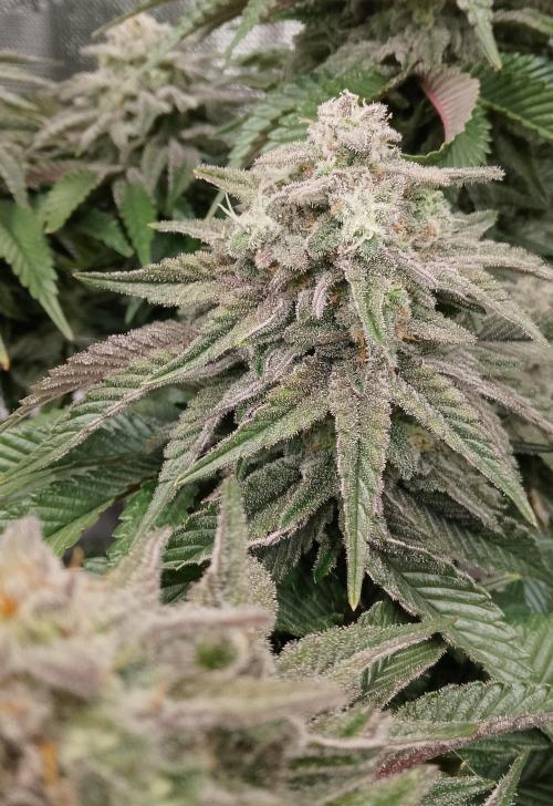 Skunk et Super Skunk Sensi Seeds. Week 11