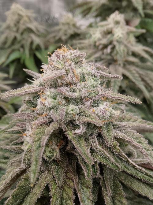 Skunk et Super Skunk Sensi Seeds. Week 11