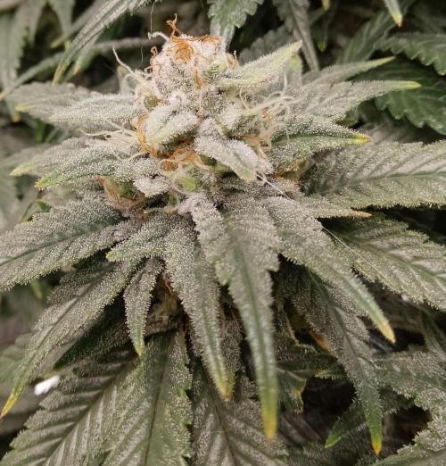 Skunk et Super Skunk Sensi Seeds. Week 11