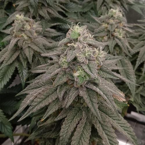 Skunk et Super Skunk Sensi Seeds. Week 11